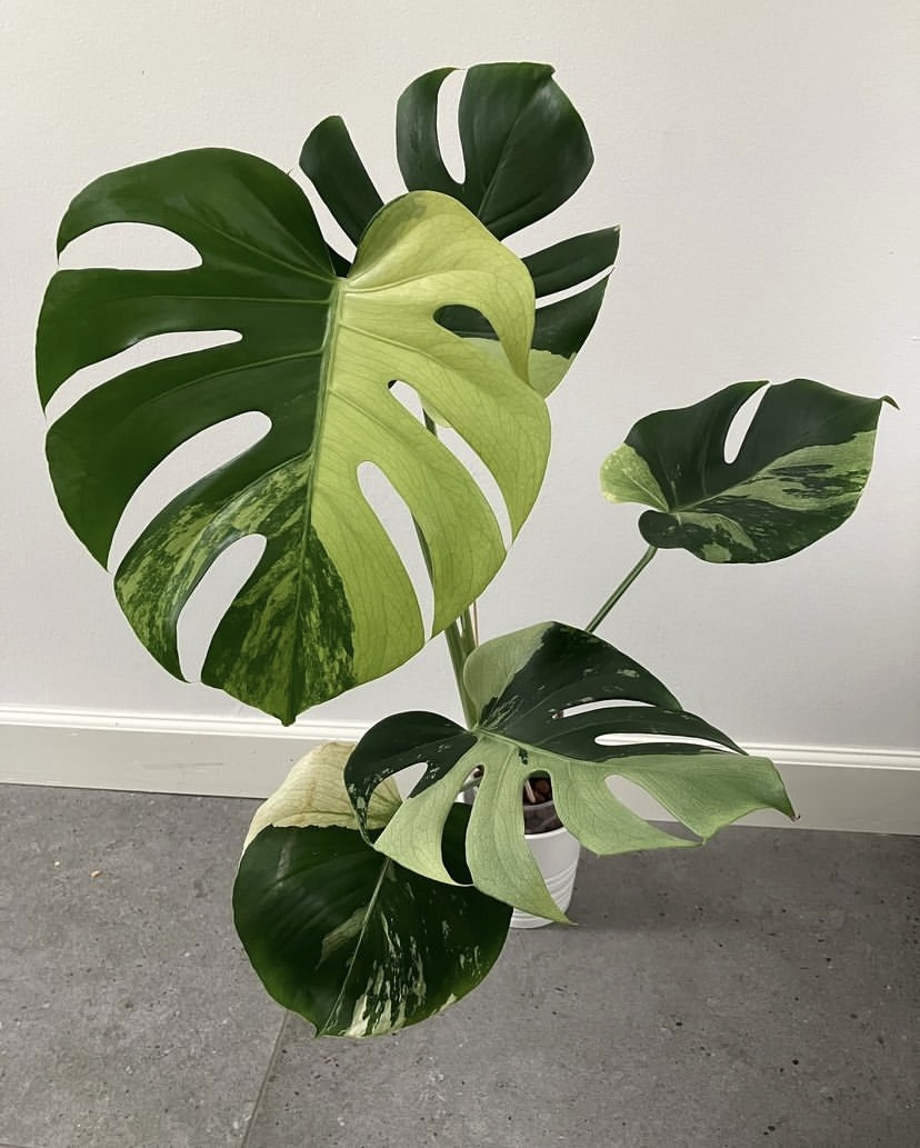 Monstera