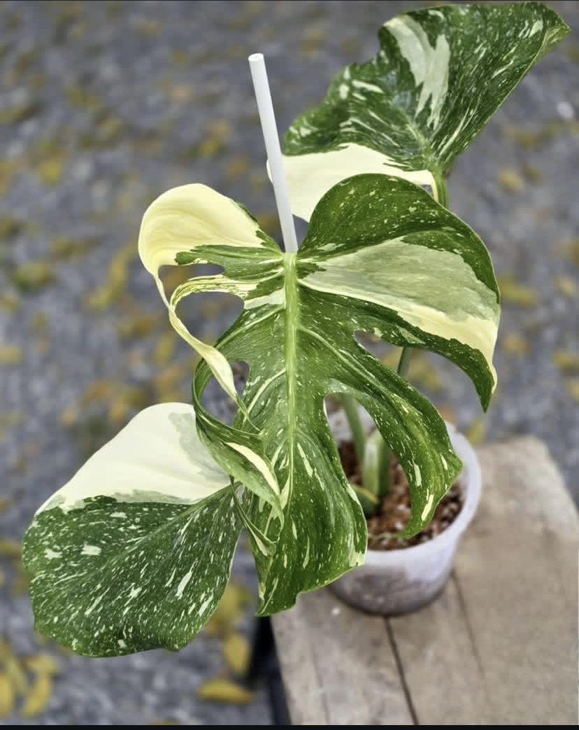 Plant Variety