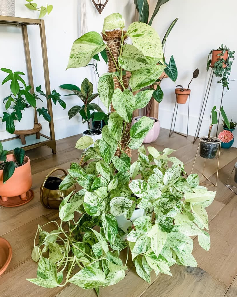 Mable Pothos