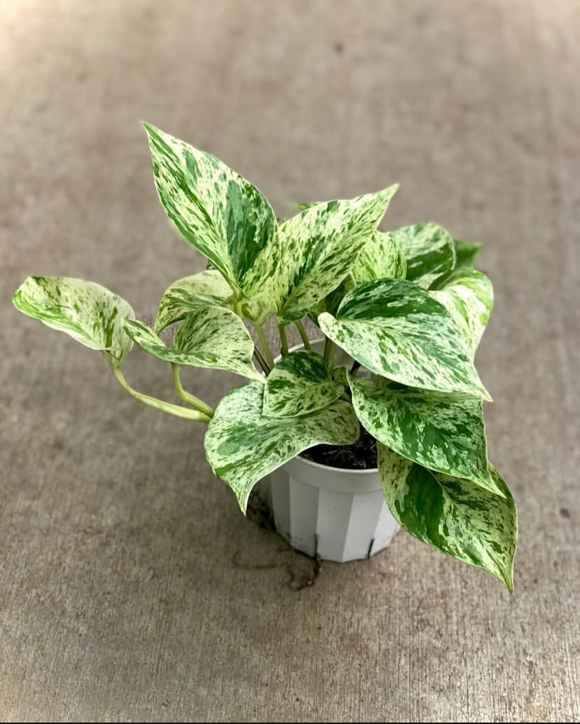 Snow Queen Pothos