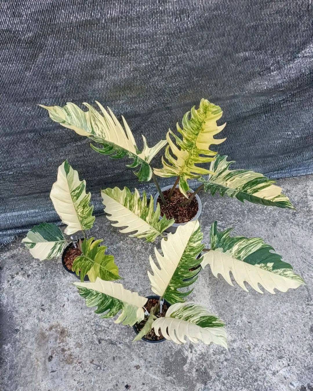 Philodendron Caramel Mable(4 per set)
