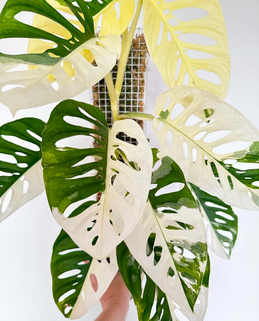 Monstera Adansonii
