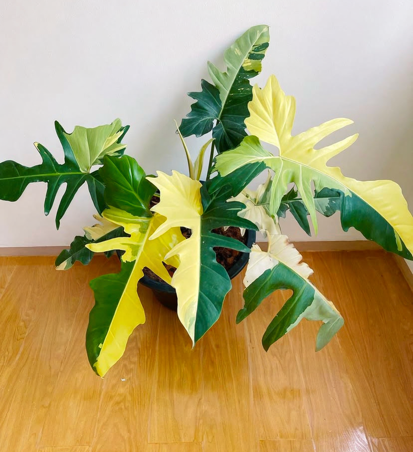 Philondendron Golden Dragon