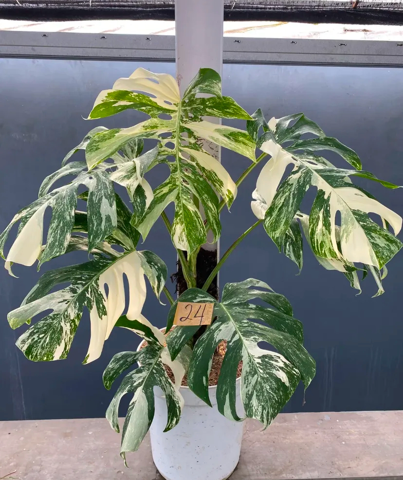 Monstera Albo vairiegated