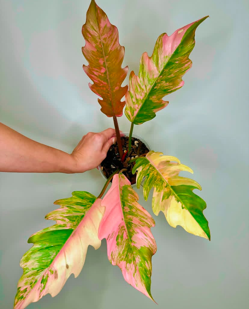 Philodendron Caramel Mable