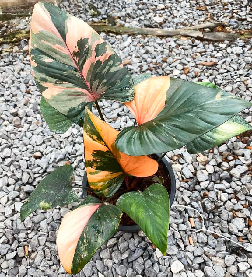 Philondendron erubescens