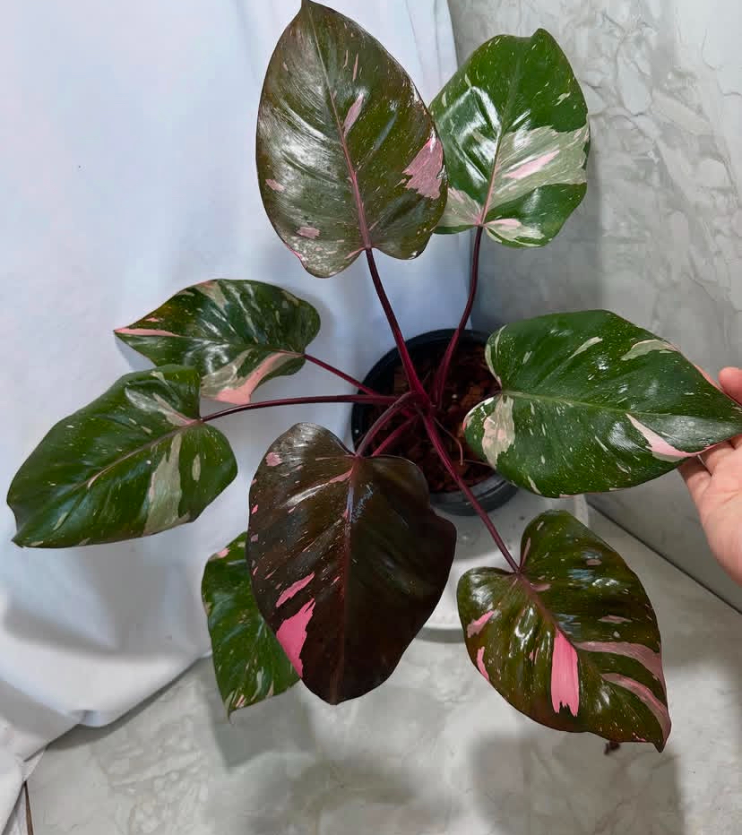 Pink Princess Philondendron