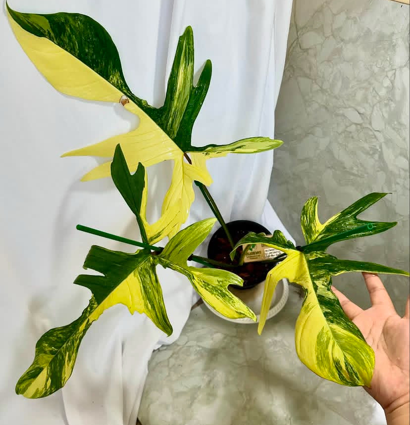 Philodendron Florida Beauty