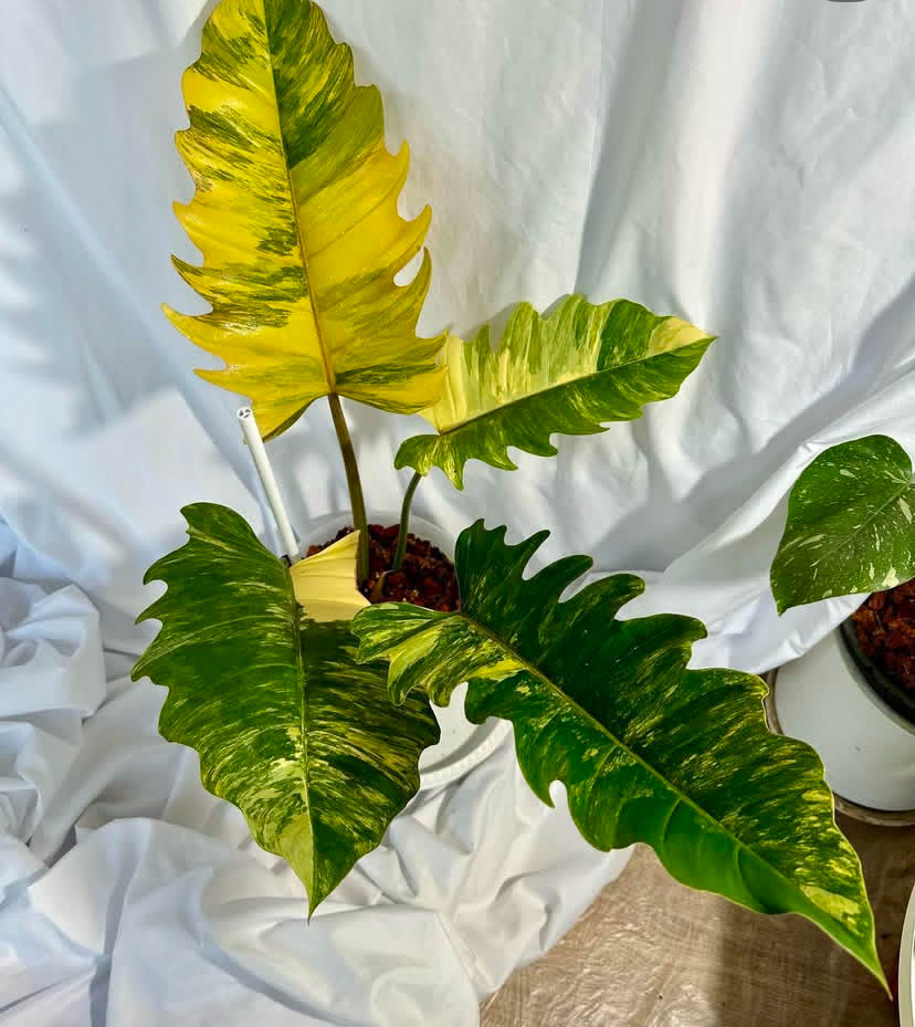 Philodendron Caramel Mable