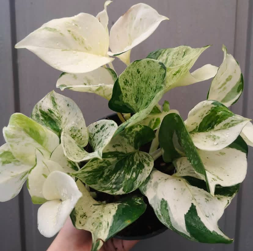 Epipremnum aurum 'Happy Leaf'