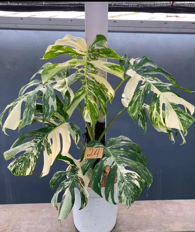 Monstera Deliciosa