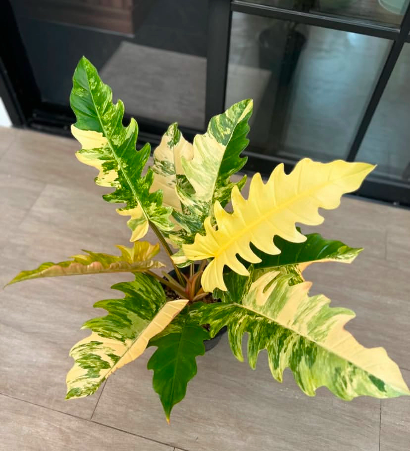 Philodendron Caramel Marble
