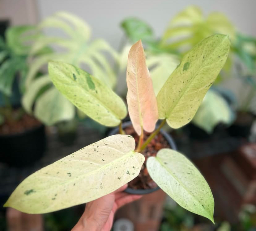 Philodendron Whipple Way Variegated