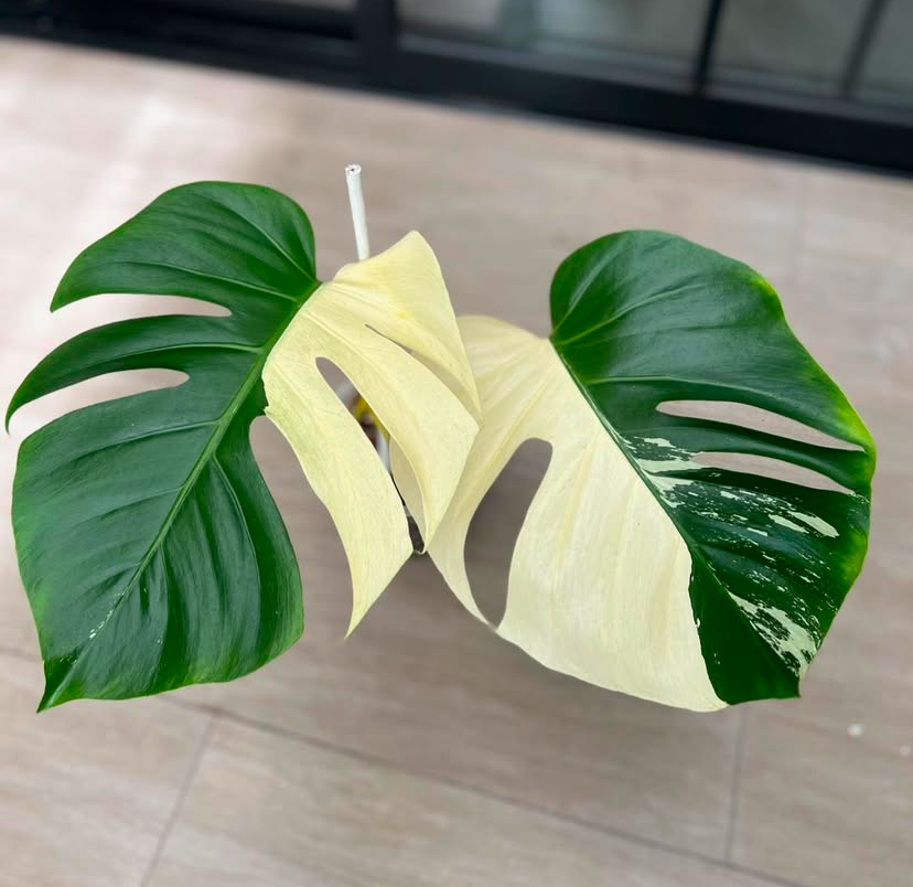 Monstera Deliciosa