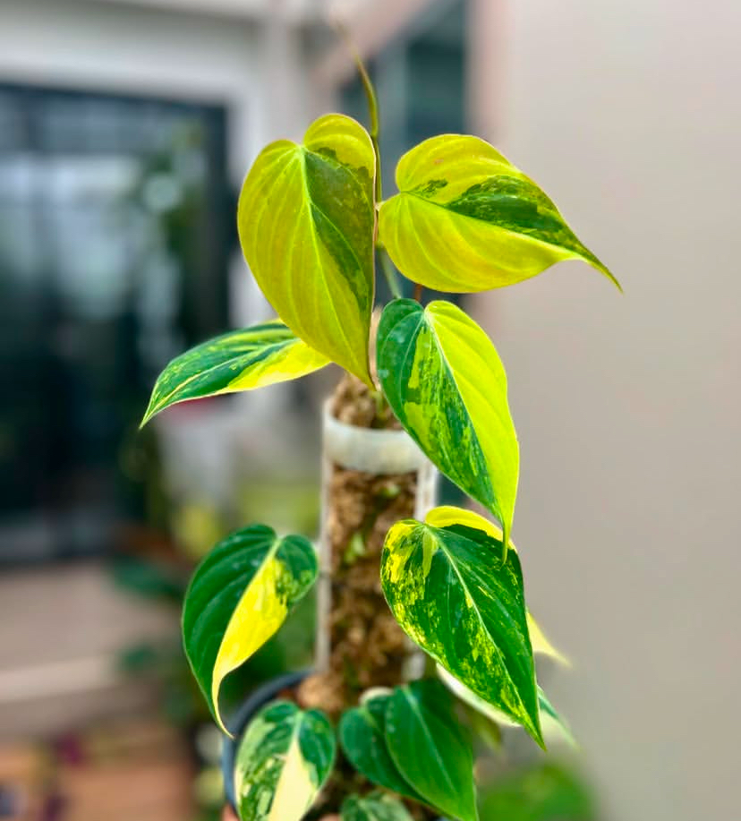 Philodendron micans variegated aurea