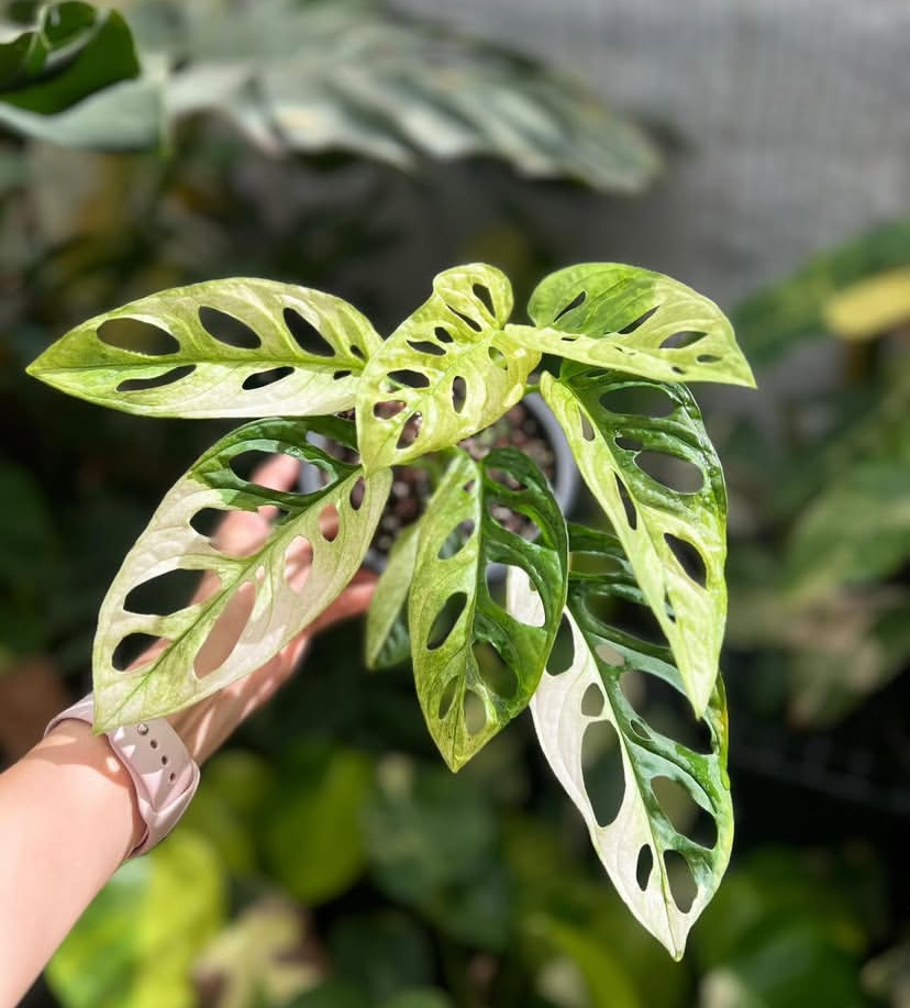 Monstera Adansonii Albo