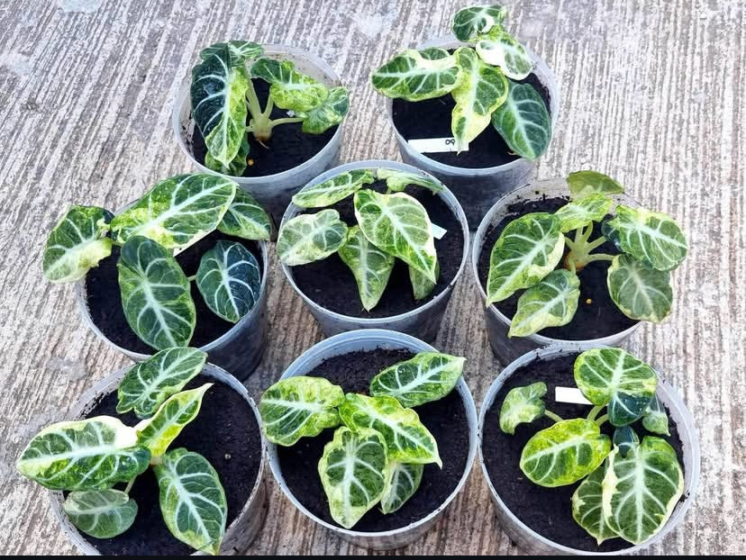 Alocasia Black Velvet (set of 6)