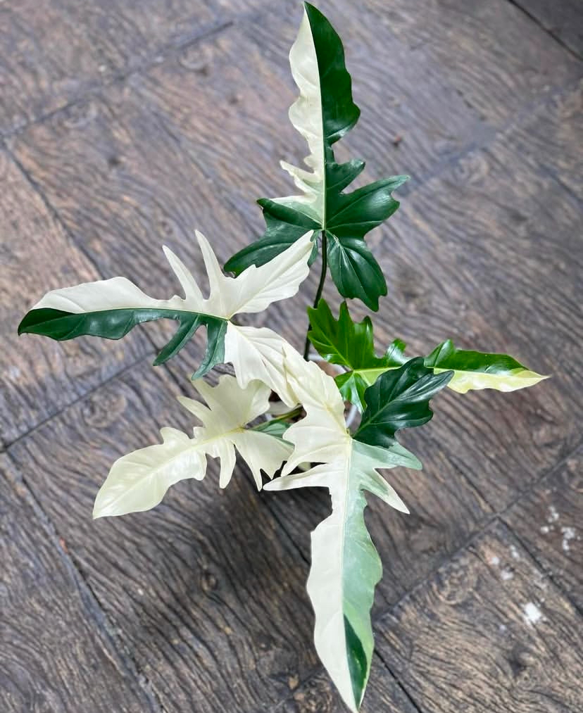 Philodendron Golden Dragon