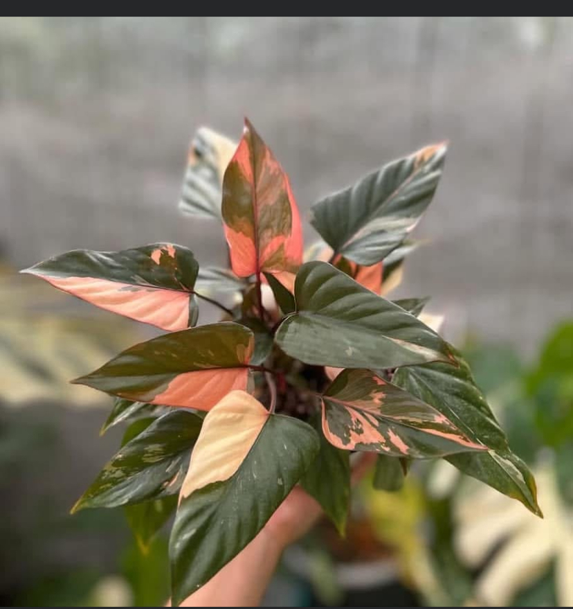 Homalomena pink diamond