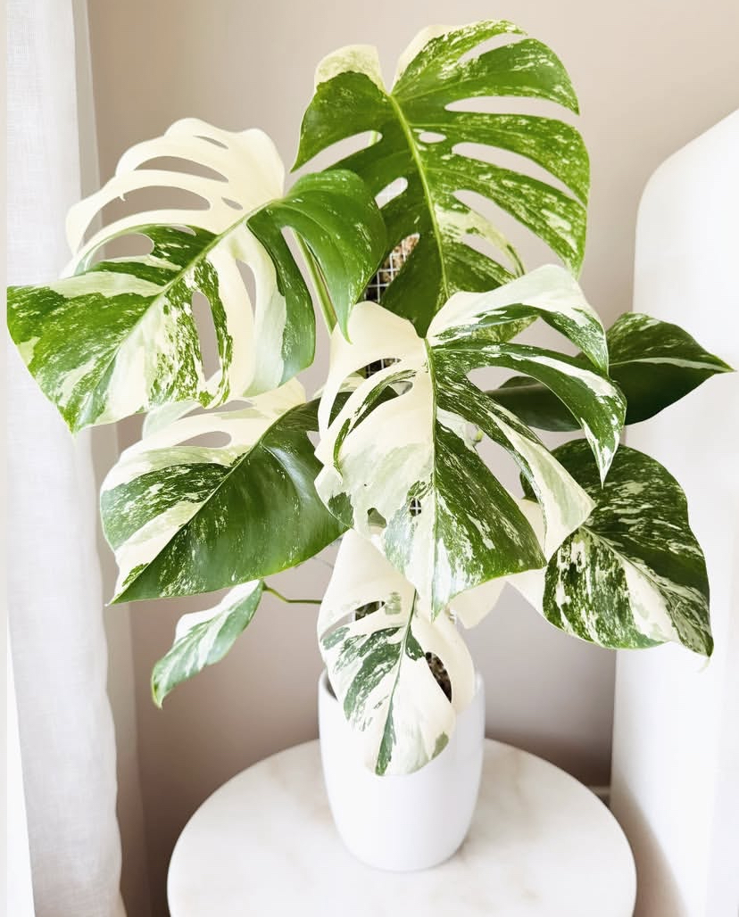 Monstera Deliciosa