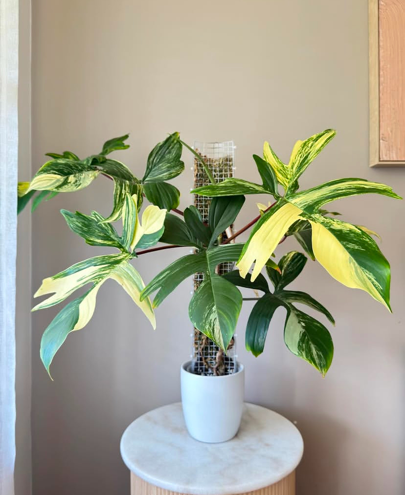 Philodendron Florida Beauty