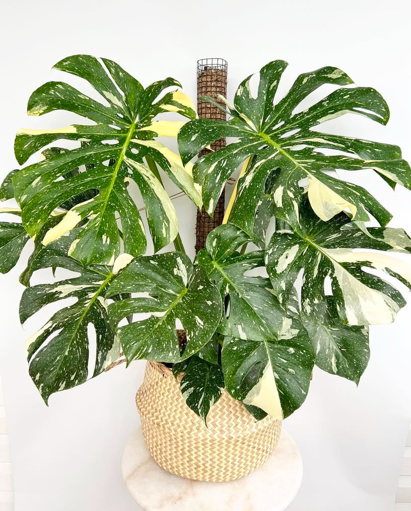 Monstera Thia Constellation