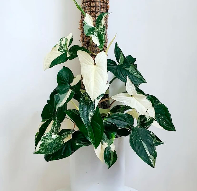 Syngonium Albo variegata