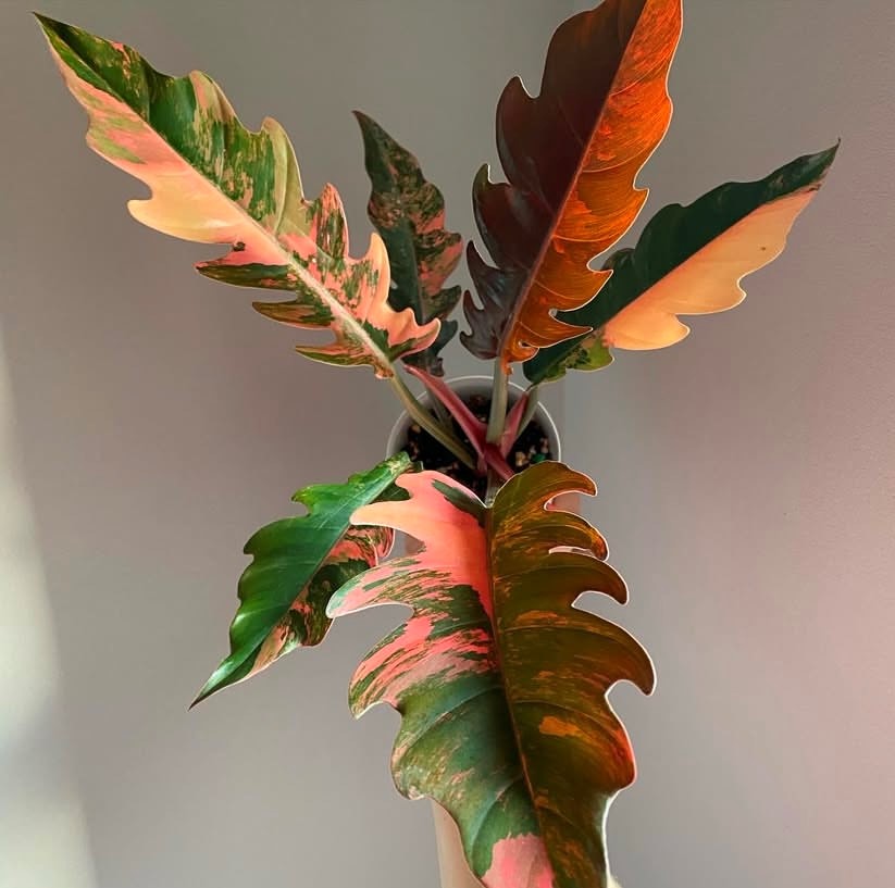 Philodendron Caramel Marble