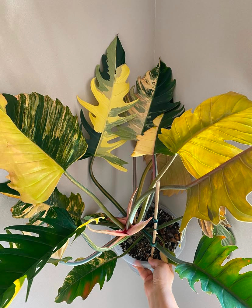 Philodendron Caramel Marble