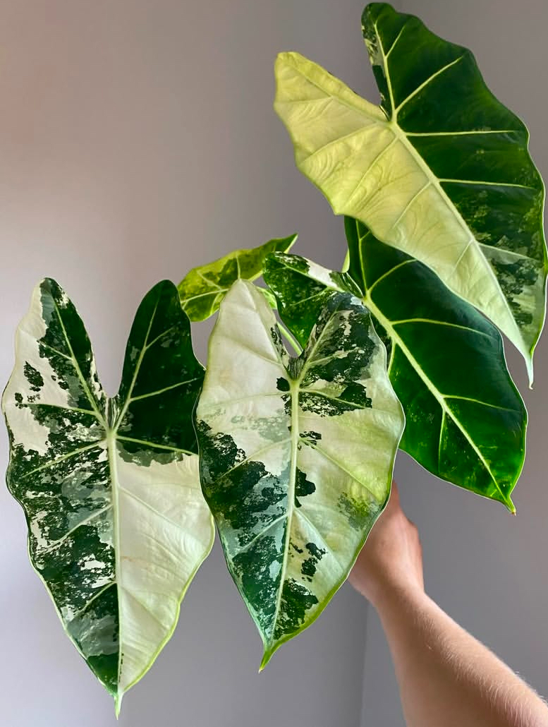 Alocasia Micholitzina