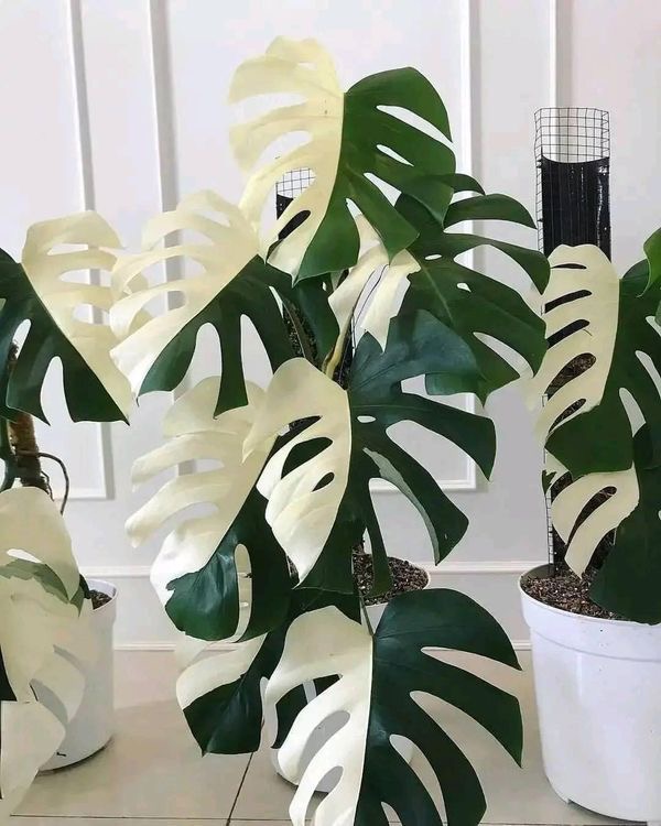 Monstera Deliciosa