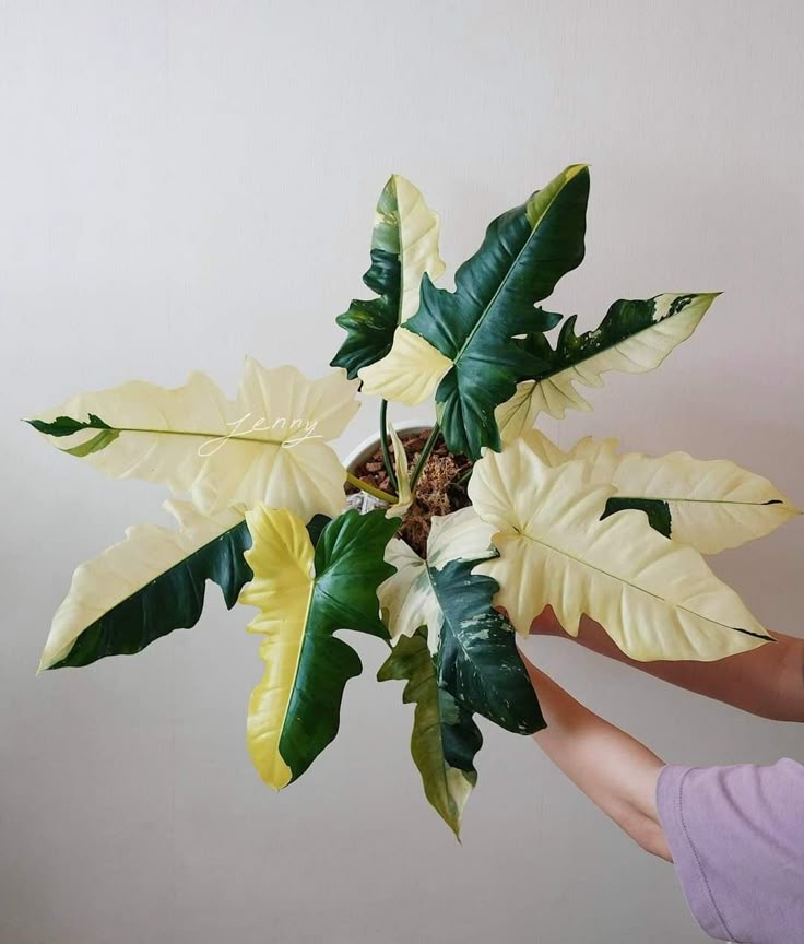 Philodendron Goldern Dragon