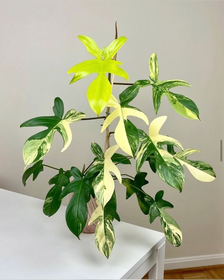 Pholodendron Florida Beauty Variegata