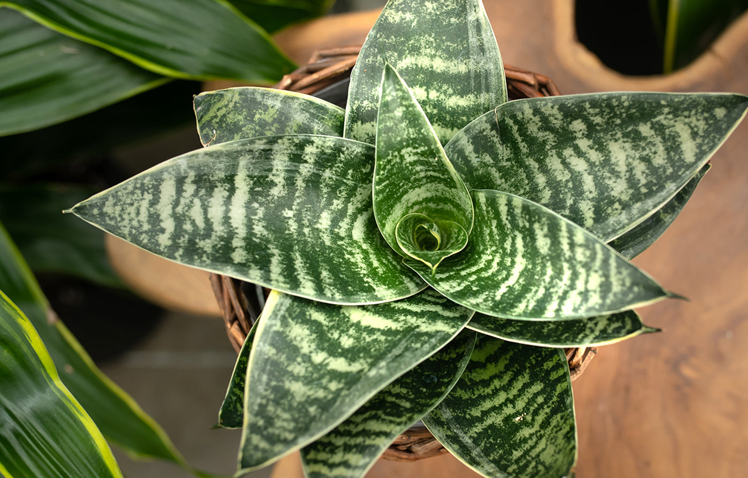 Snake Plant